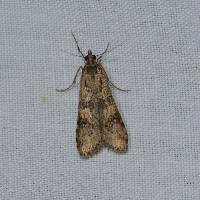 Nomophila noctuella - közönséges vándormoly