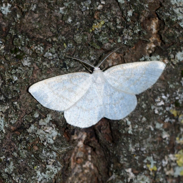 Cabera exanthemata - pettyes égeraraszoló
