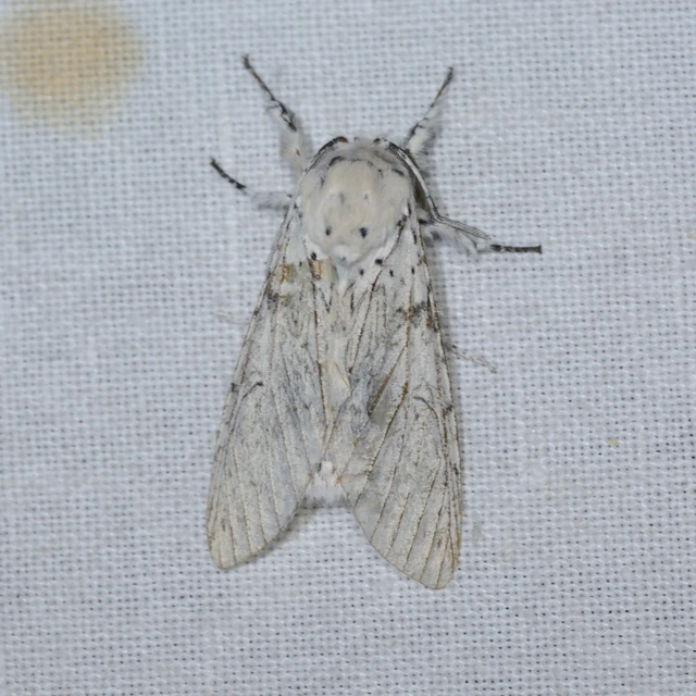 Cerura erminea - hermelin-púposszövő