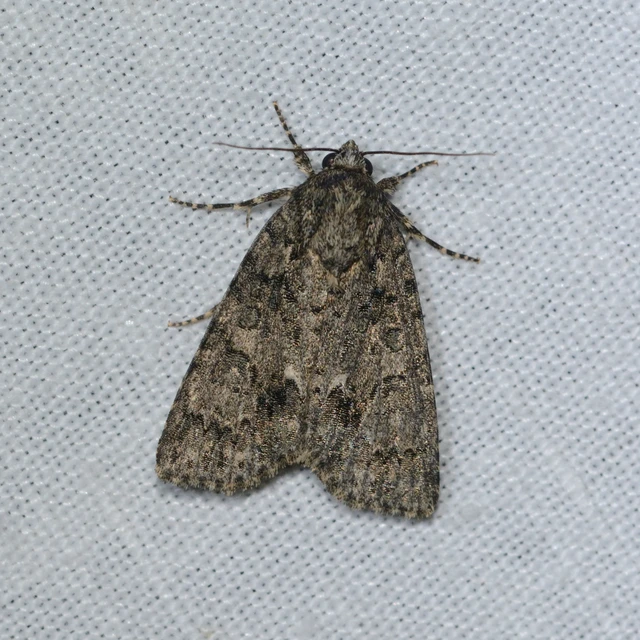 Acronicta rumicis - sóska-szigonyosbagoly