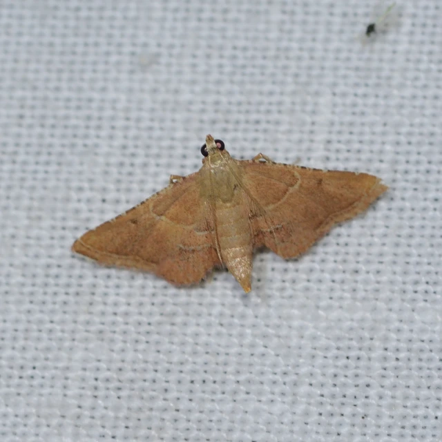 Endotricha flammealis - tüzesszárnyú fényilonca