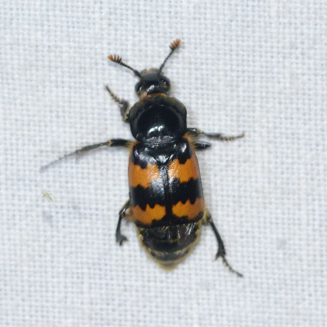 Nicrophorus vespillo - közönséges temetőbogár