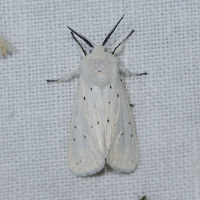 Spilosoma lubricipedum - tejszínű medvelepke