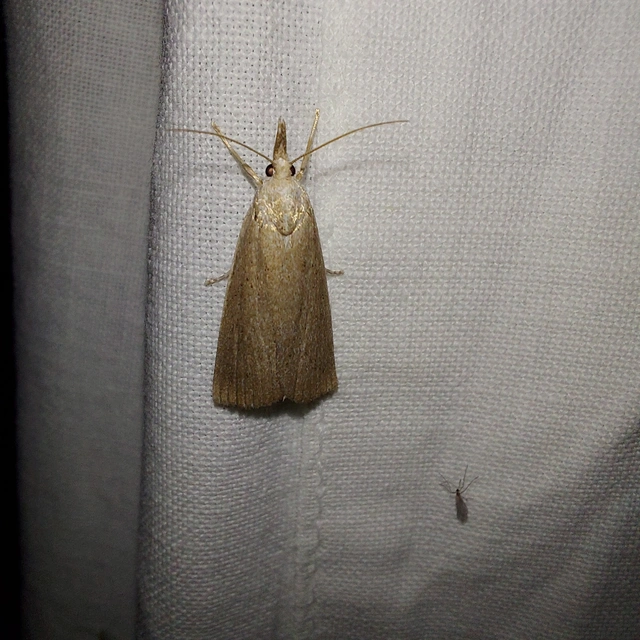 Calamotropha paludella - barna nádlevélmoly