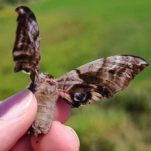 Smerinthus ocellatus - esti pávaszem