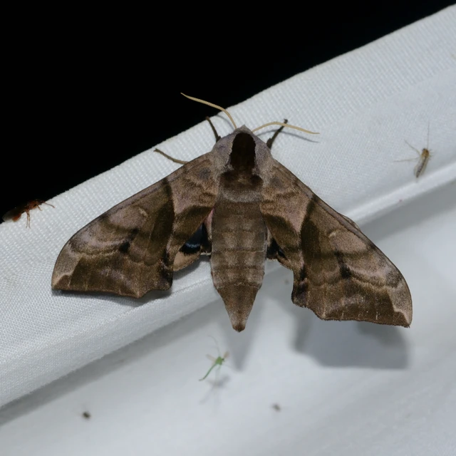 Smerinthus ocellatus - esti pávaszem