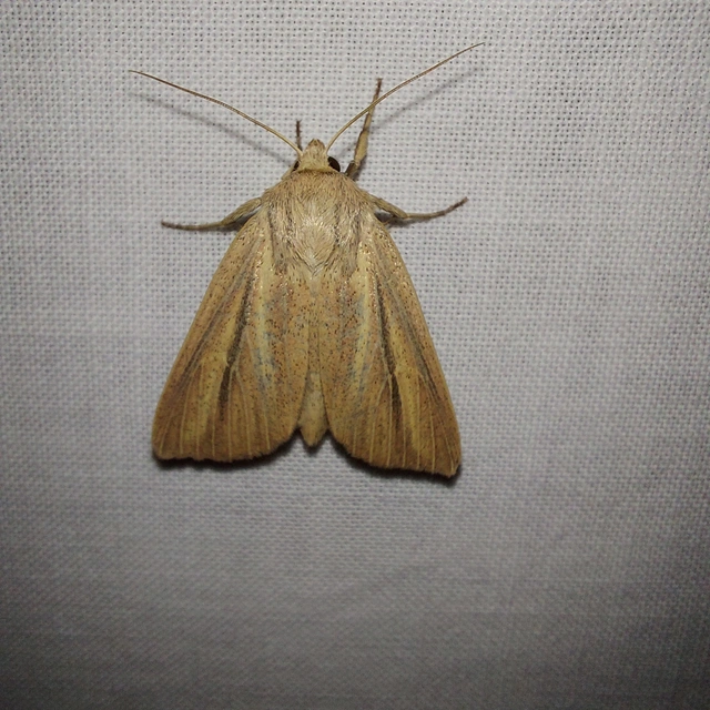 Mythimna pudorina - vörös rétibagoly