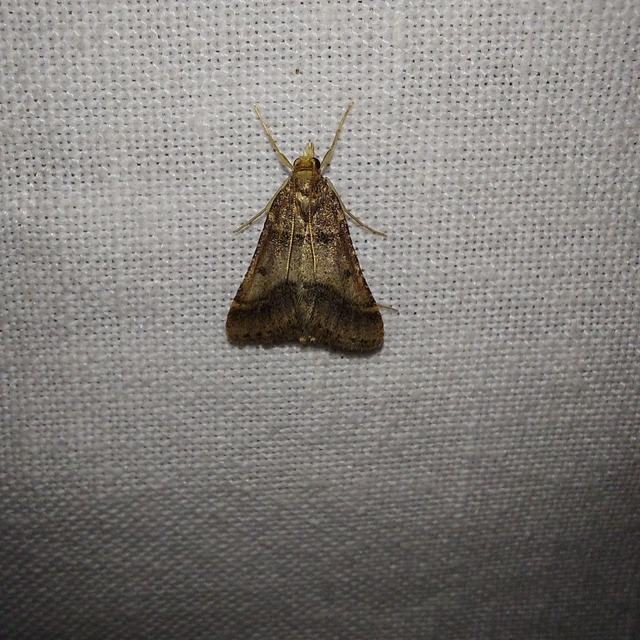 Stemmatophora brunnealis - barna fényilonca