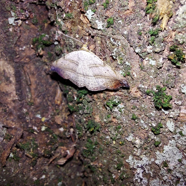Laspeyria flexula - zuzmóbagoly