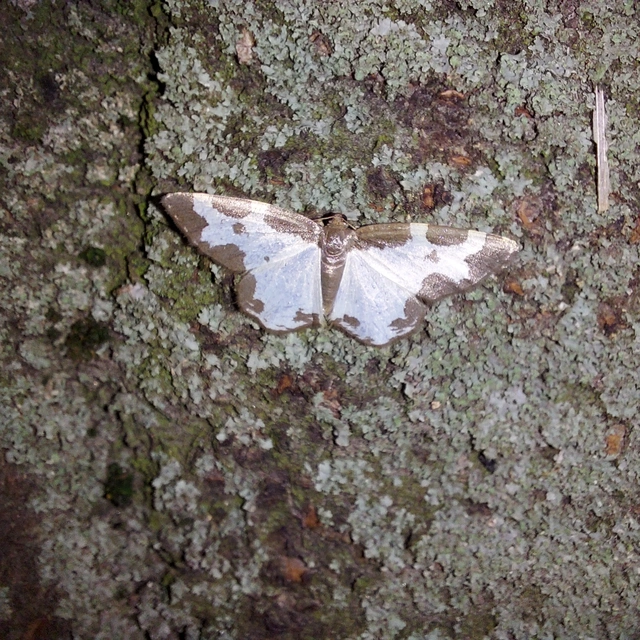 Lomaspilis marginata - szegélyes nyárfaaraszoló