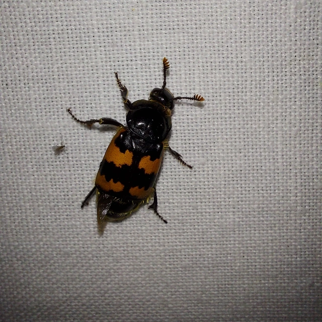 Nicrophorus vespillo - közönséges temetőbogár