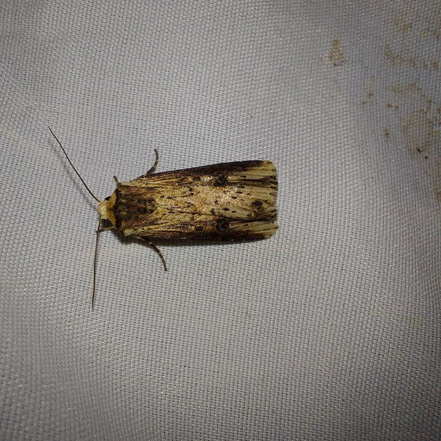 Axylia putris - vonalkás földibagoly