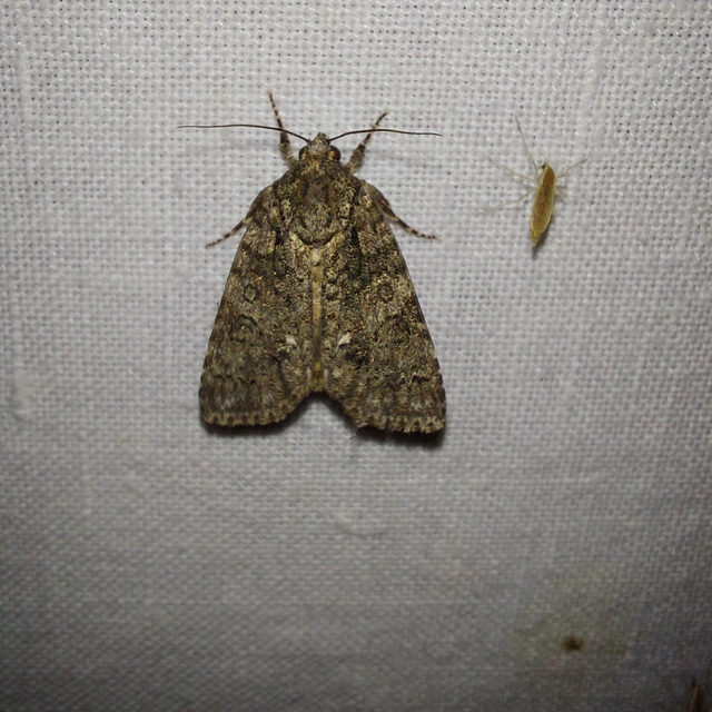 Acronicta rumicis - sóska-szigonyosbagoly