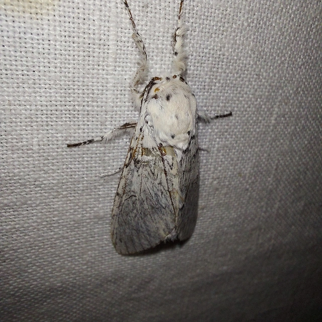 Cerura erminea - hermelin-púposszövő