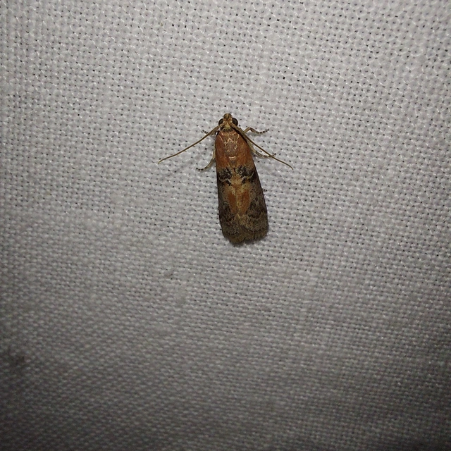 Sciota adelphella - pirosszárnytövű karcsúmoly