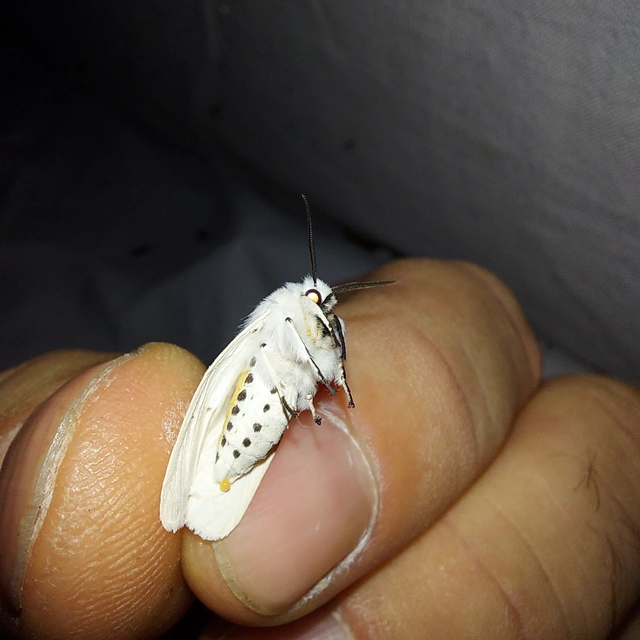 Spilosoma lubricipedum - tejszínű medvelepke