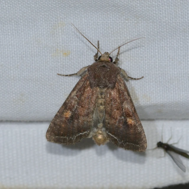 Lacanobia oleracea - saláta-kertibagoly Lacanobia oleracea - saláta-kertibagoly
