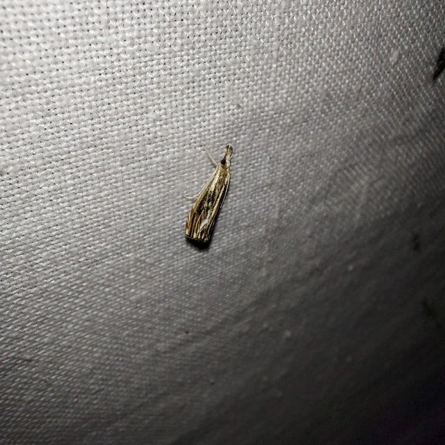 Catoptria verellus - kormos fűgyökérmoly