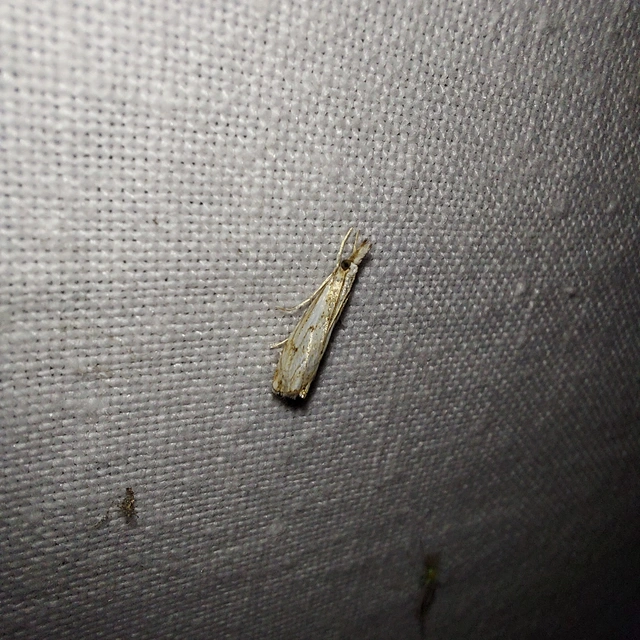 Catoptria falsella - hálós fűgyökérmoly