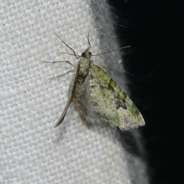 Chloroclystis v-ata - zöldes törpearaszoló