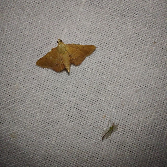 Endotricha flammealis - tüzesszárnyú fényilonca