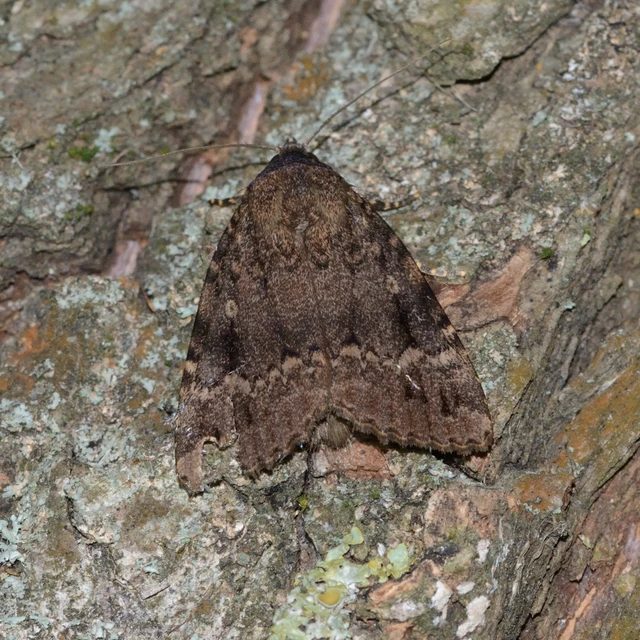 Amphipyra pyramidea - fahéjszínű bagoly