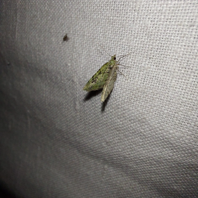 Chloroclystis v-ata - zöldes törpearaszoló