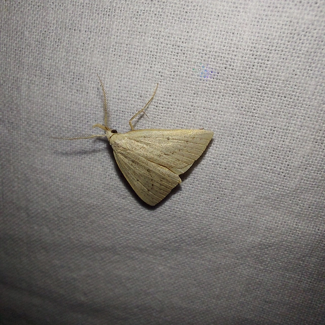Macrochilo cribrumalis - csontszínű karcsúbagoly