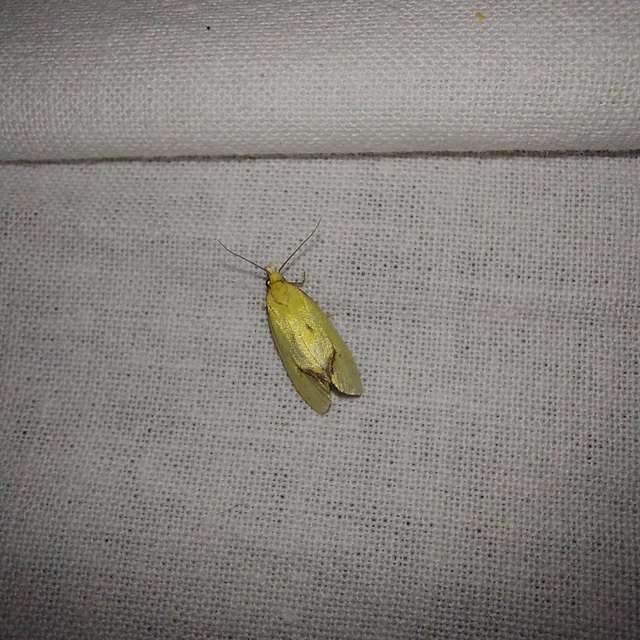 Agapeta hamana - közönséges sárgamoly