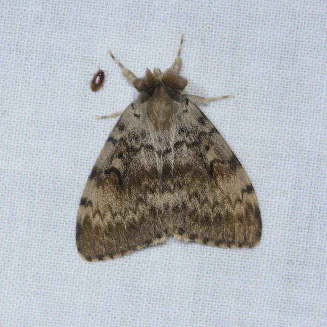 Lymantria dispar - gyapjaslepke