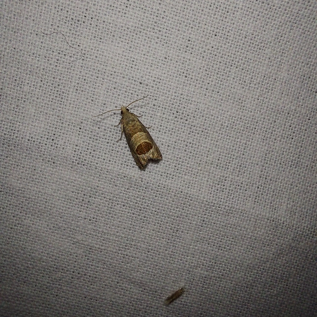 Notocelia uddmanniana - málnasodró tükrösmoly