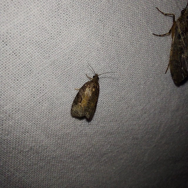 Apotomis