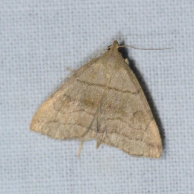 Herminia tarsicrinalis - szőröslábú karcsúbagoly