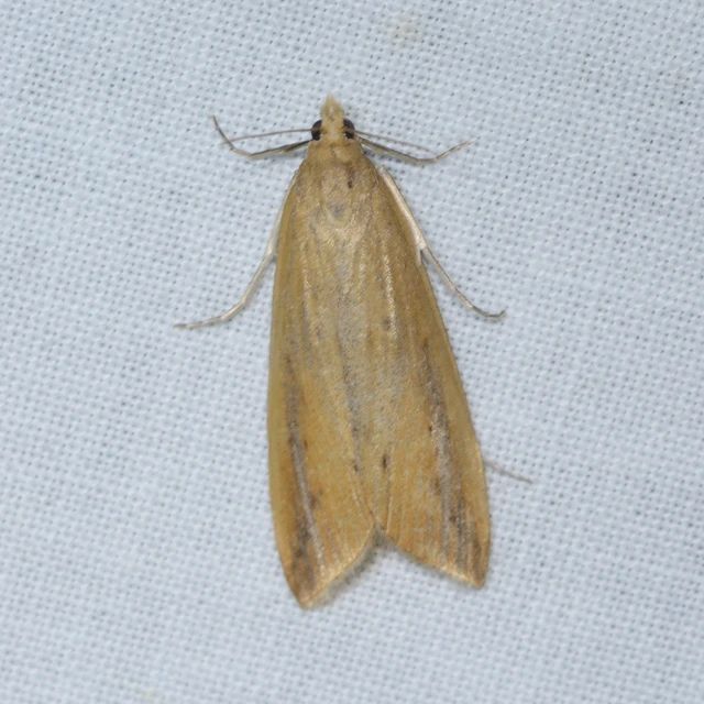 Schoenobius gigantella - óriás nádfúrómoly
