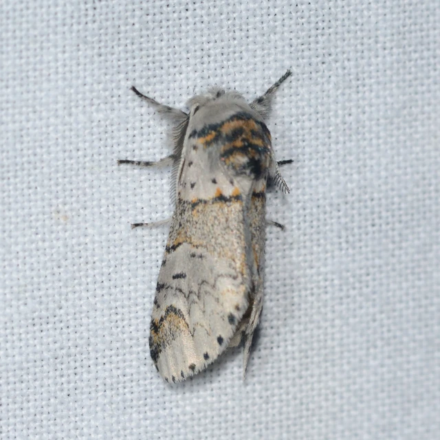 Furcula furcula - szürke púposszövő
