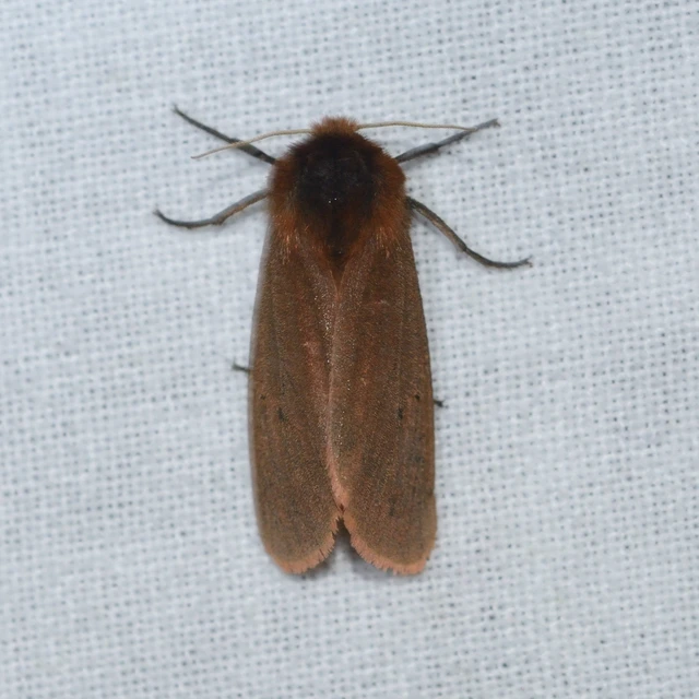 Phragmatobia fuliginosa - füstös medvelepke