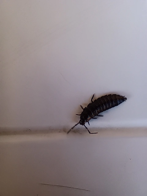 Carabus