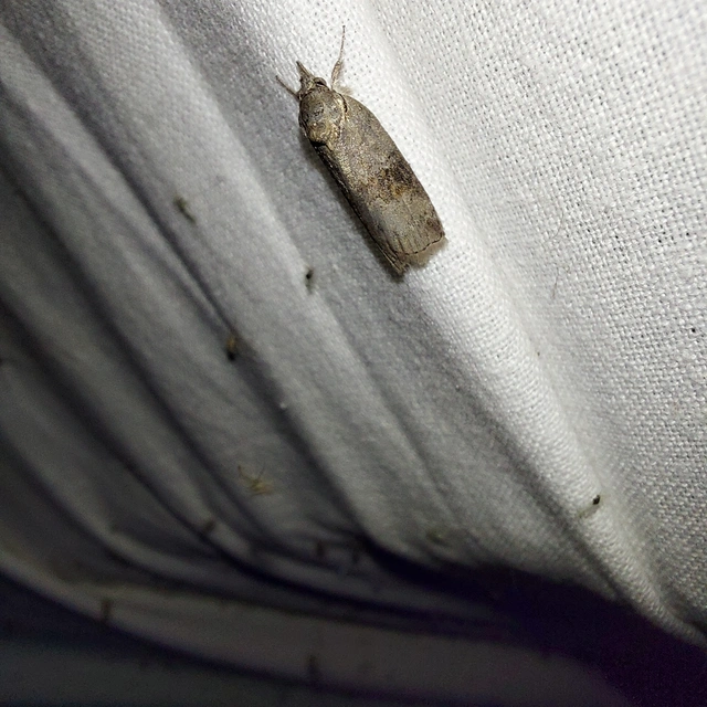 Nycteola asiatica - nyárfa-trapézbagoly