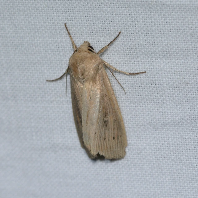 Leucania obsoleta - pontozott rétibagoly