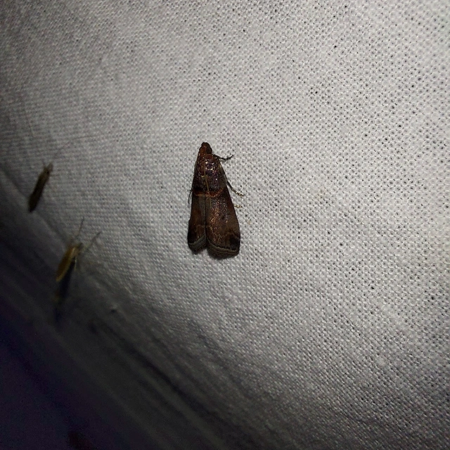 Acrobasis advenella - gerleszínű karcsúmoly