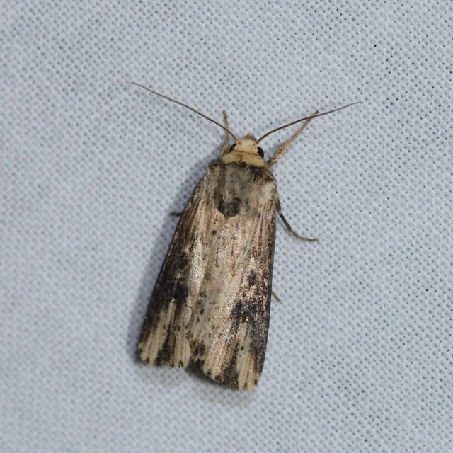 Axylia putris - vonalkás földibagoly