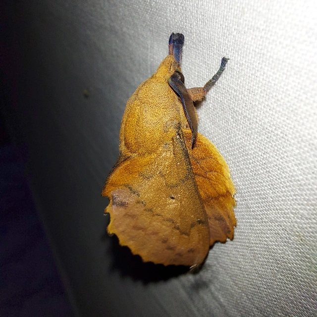 Gastropacha quercifolia - tölgylevélpohók