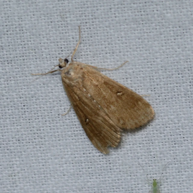 Parapoynx stratiotata - közönséges vízimoly