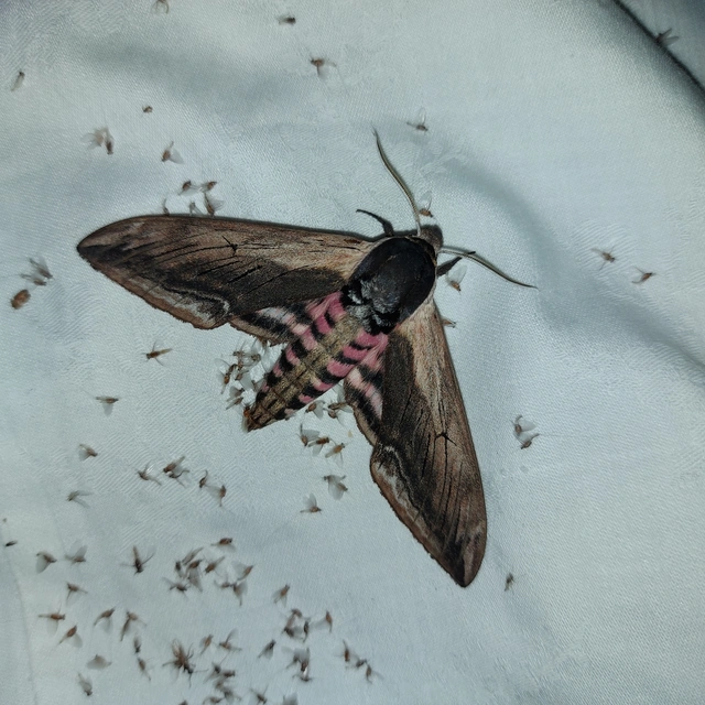 Sphinx ligustri - fagyalszender