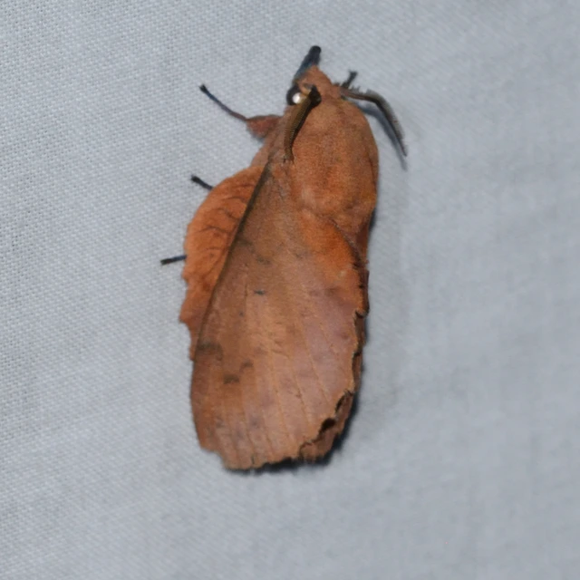 Gastropacha quercifolia - tölgylevélpohók
