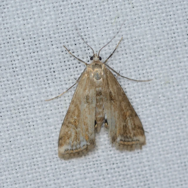 Cataclysta lemnata - békalencsemoly