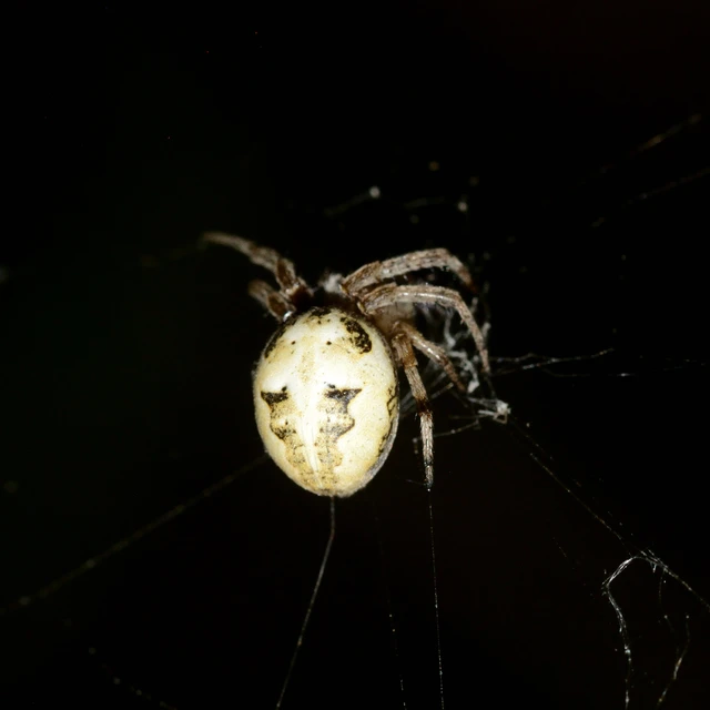 Larinioides cornutus - nádi keresztespók