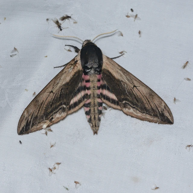 Sphinx ligustri - fagyalszender
