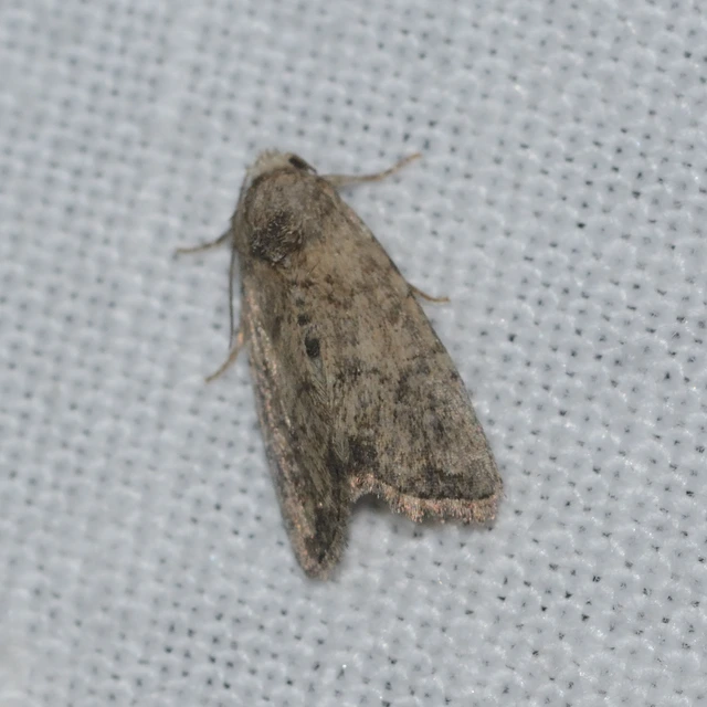 Mesoligia furuncula - kétszínű dudvabagoly