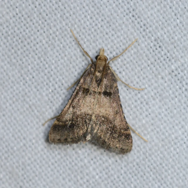 Stemmatophora brunnealis - barna fényilonca